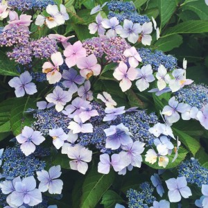 A picture of purple, blue and pink flowers